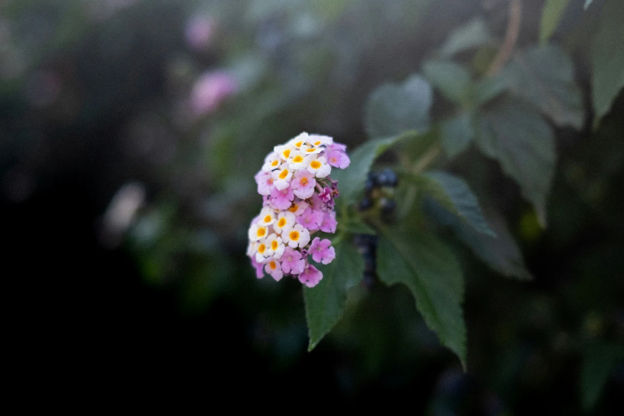 Il fiore più bello del mondo? Ecco qual è secondo migliaia di persone Il fiore più bello del mondo? Ecco qual è secondo migliaia di persone