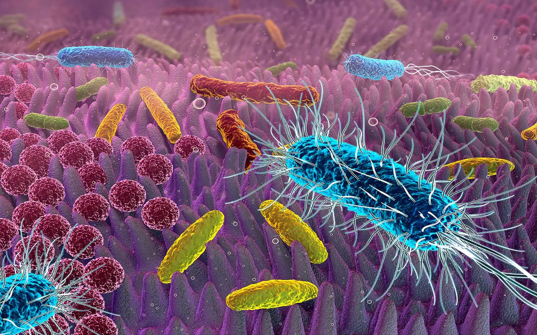 5 segnali silenziosi che indicano la presenza di batteri nel corpo 5 segnali silenziosi che indicano la presenza di batteri nel corpo