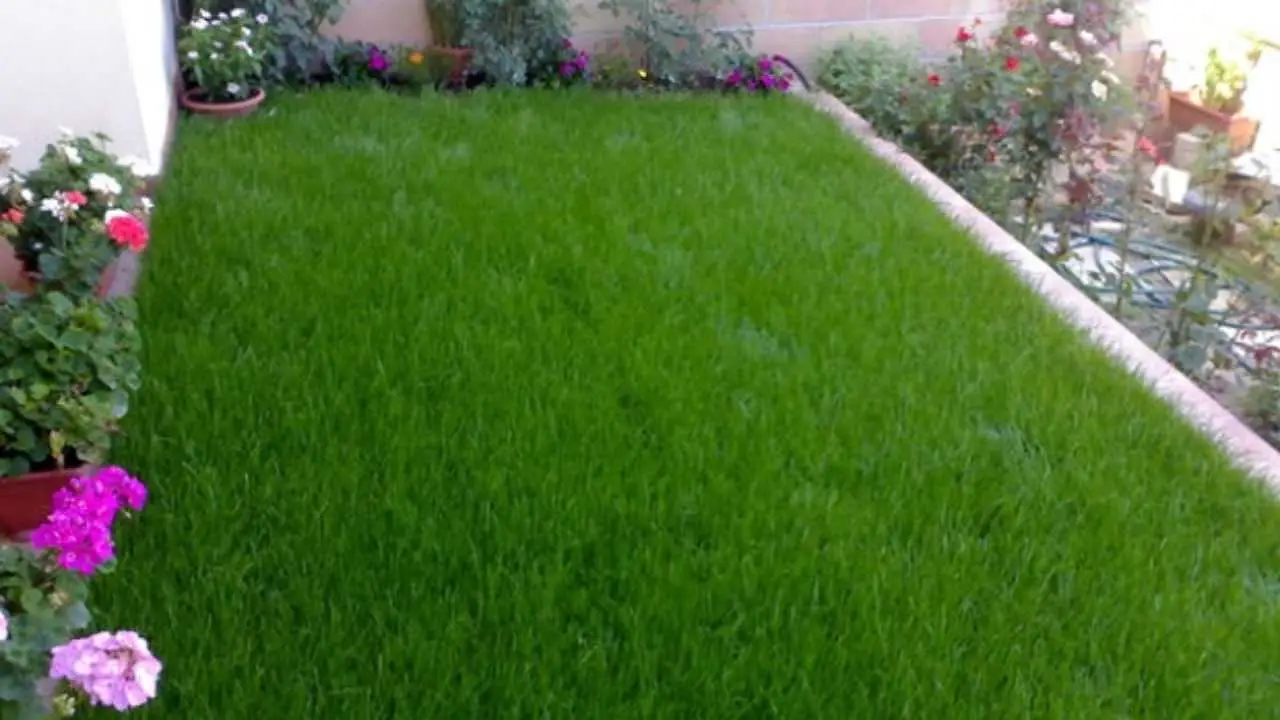 I migliori tipi di prato per un giardino sempre verde e a bassa manutenzione I migliori tipi di prato per un giardino sempre verde e a bassa manutenzione
