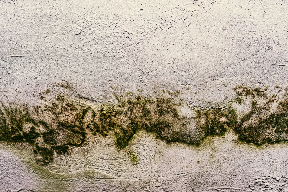 Hai problemi di salute in casa? Scopri il metodo per capire se c’è muffa nascosta Hai problemi di salute in casa? Scopri il metodo per capire se c’è muffa nascosta