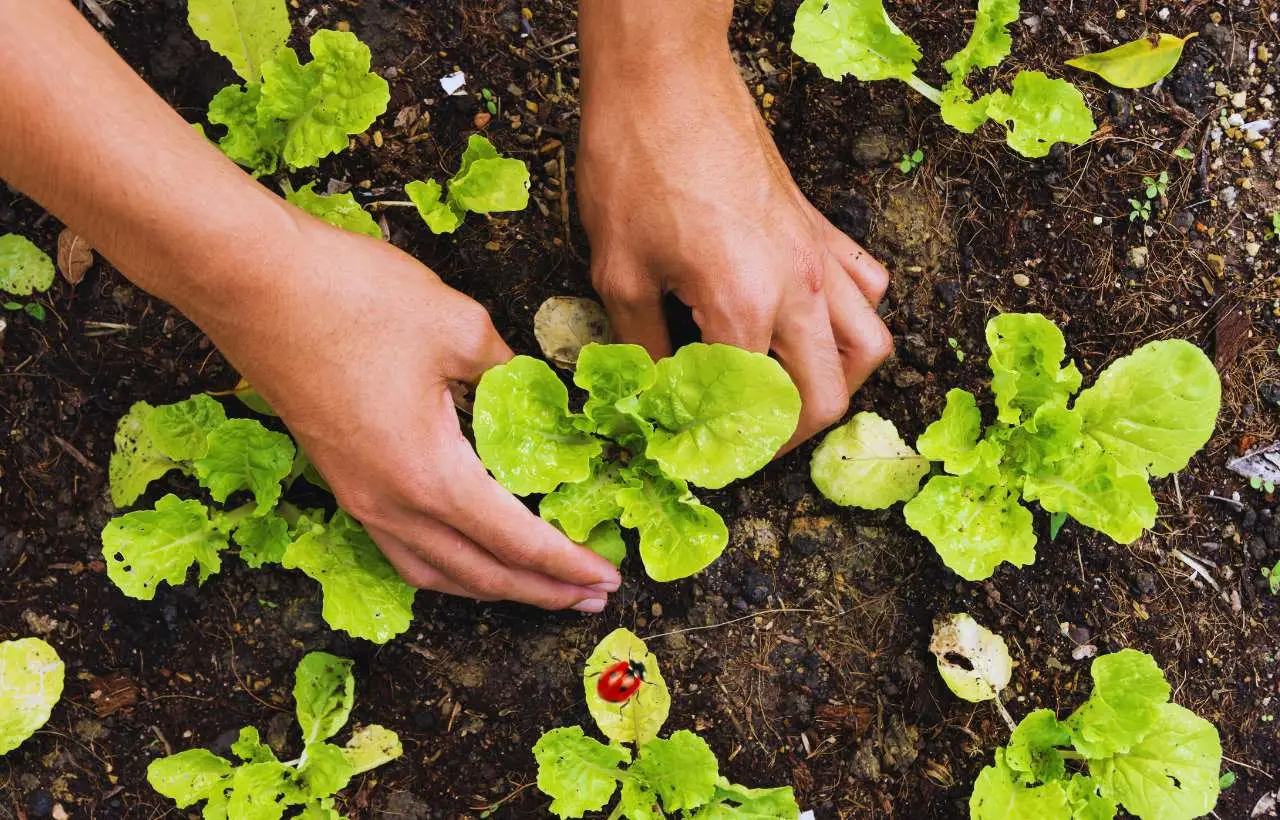 Ecco come sfruttare al massimo lo spazio nell’orto se coltivi melanzane Ecco come sfruttare al massimo lo spazio nell’orto se coltivi melanzane