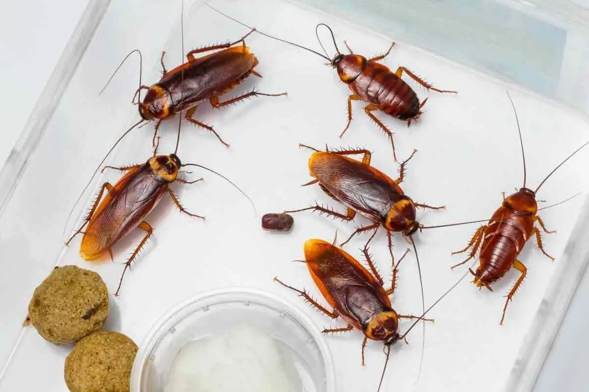 Blatte in casa? Ecco il mese esatto in cui devi intervenire per eliminarle
