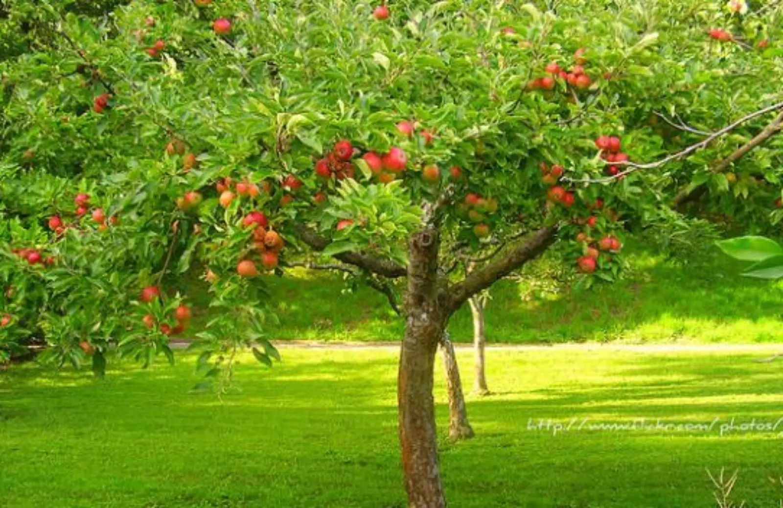 Vuoi piantare alberi da frutto in estate? Ecco gli unici che resistono se li metti ad agosto Vuoi piantare alberi da frutto in estate? Ecco gli unici che resistono se li metti ad agosto