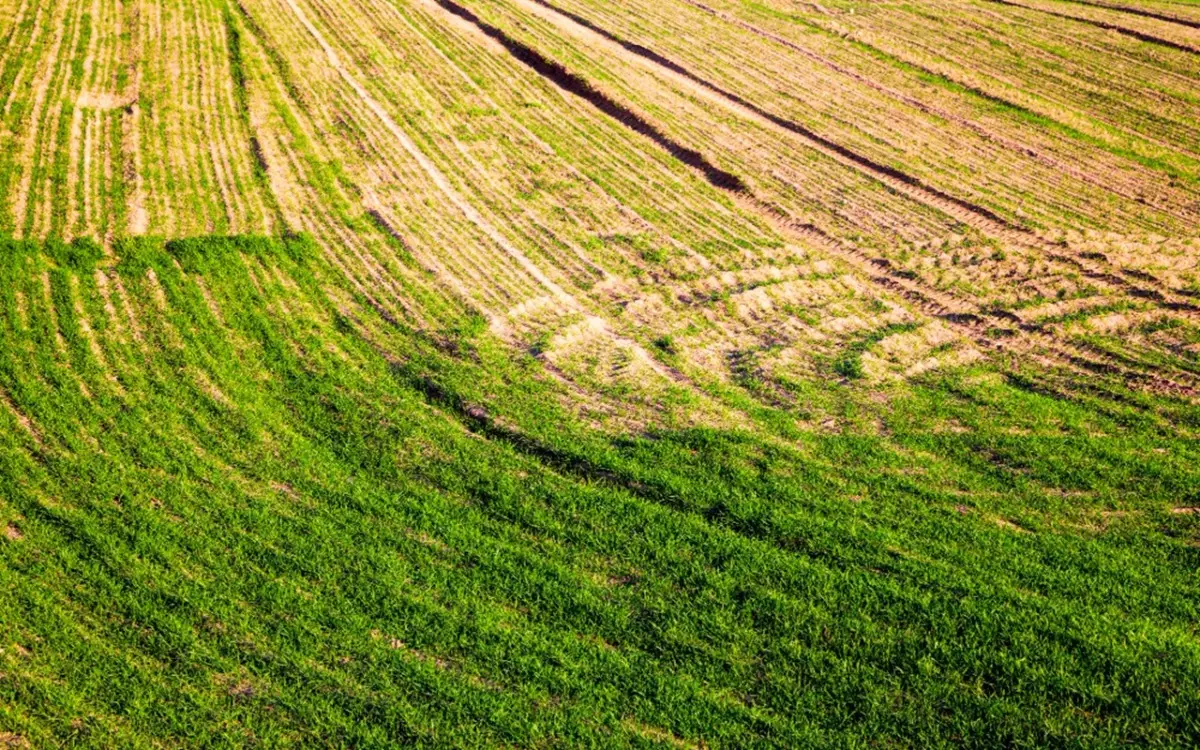 Il tuo prato è rovinato e pieno di buche? Ecco la durata reale e come farlo durare di più Il tuo prato è rovinato e pieno di buche? Ecco la durata reale e come farlo durare di più