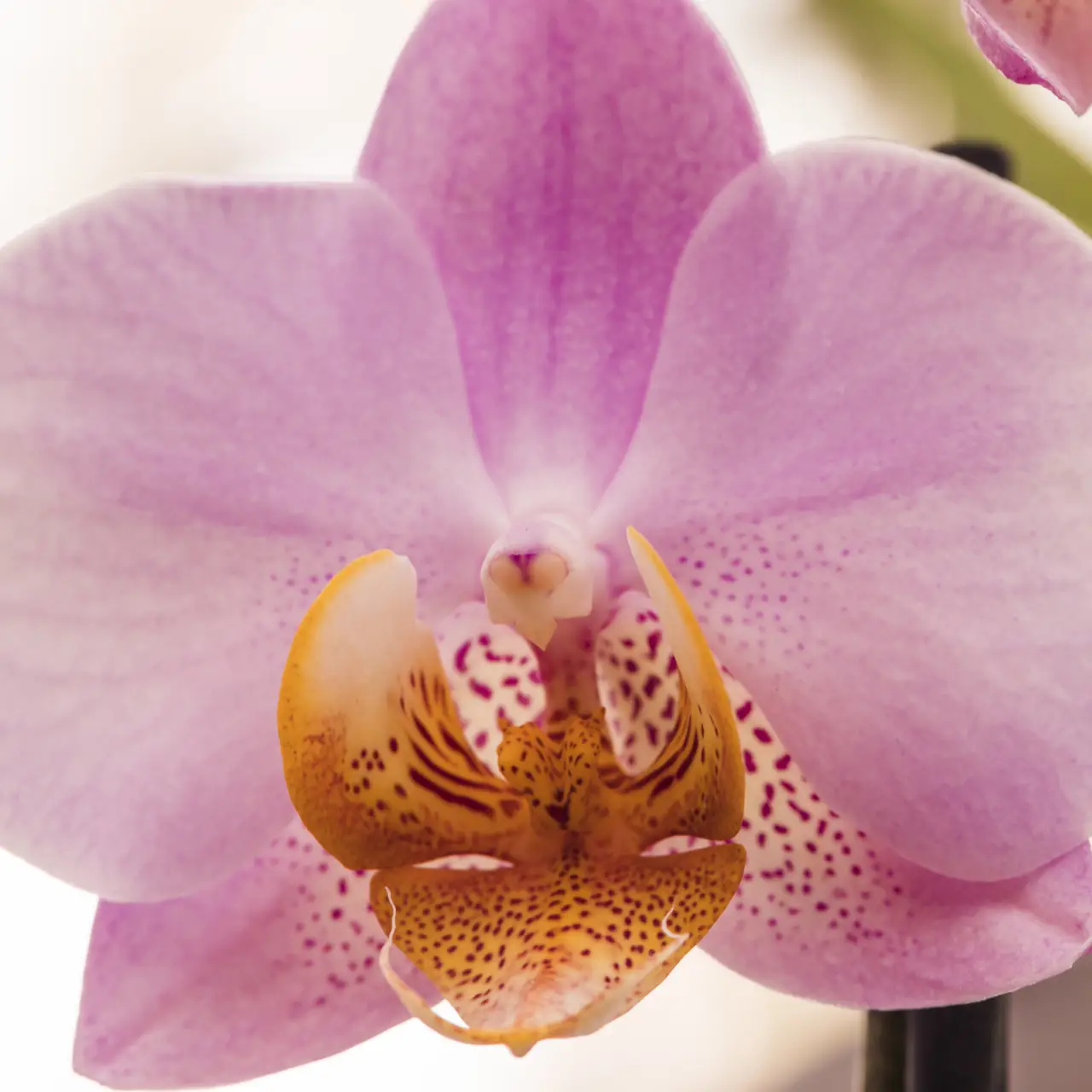 La tua orchidea cymbidium non fiorisce? Ecco l'errore di esposizione che stai commettendo La tua orchidea cymbidium non fiorisce? Ecco l'errore di esposizione che stai commettendo
