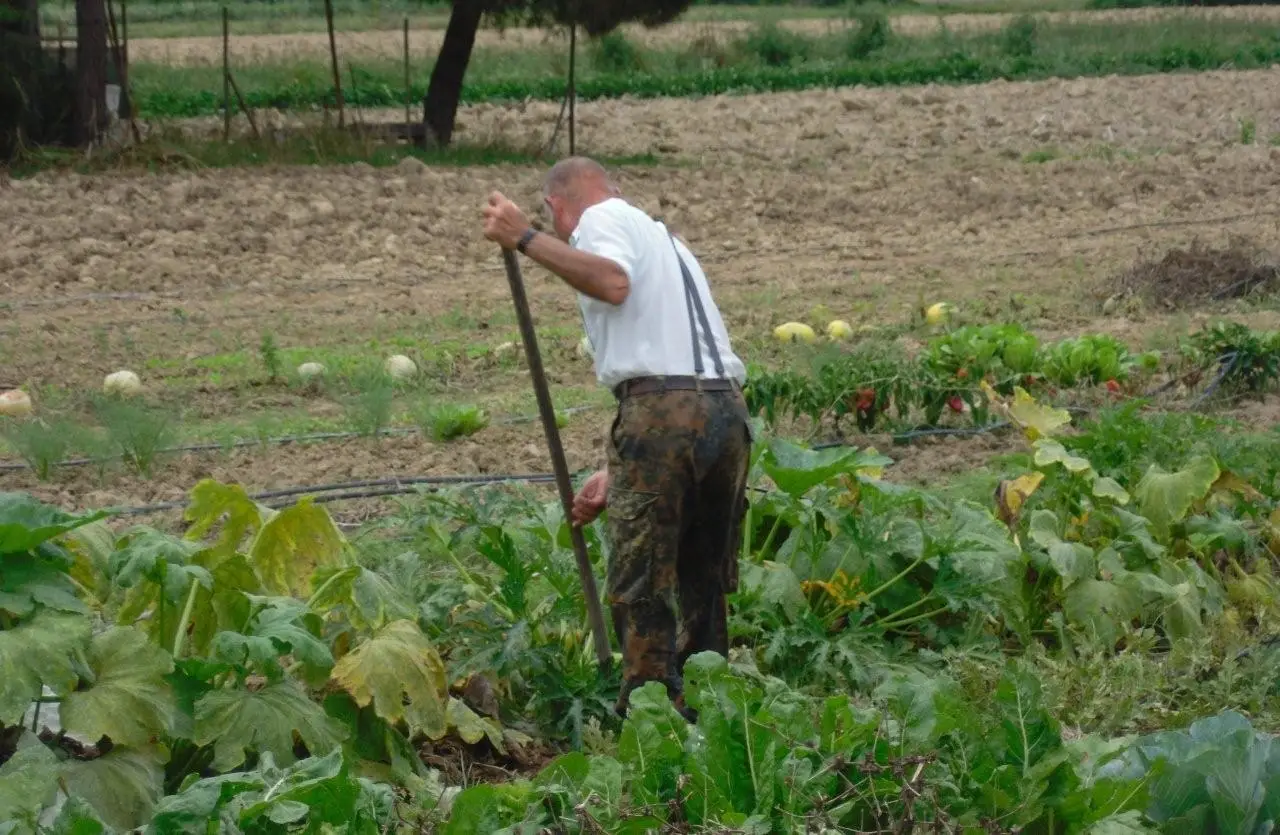 Che differenza c'è tra orto e giardino? Ecco cosa succede davvero Che differenza c'è tra orto e giardino? Ecco cosa succede davvero