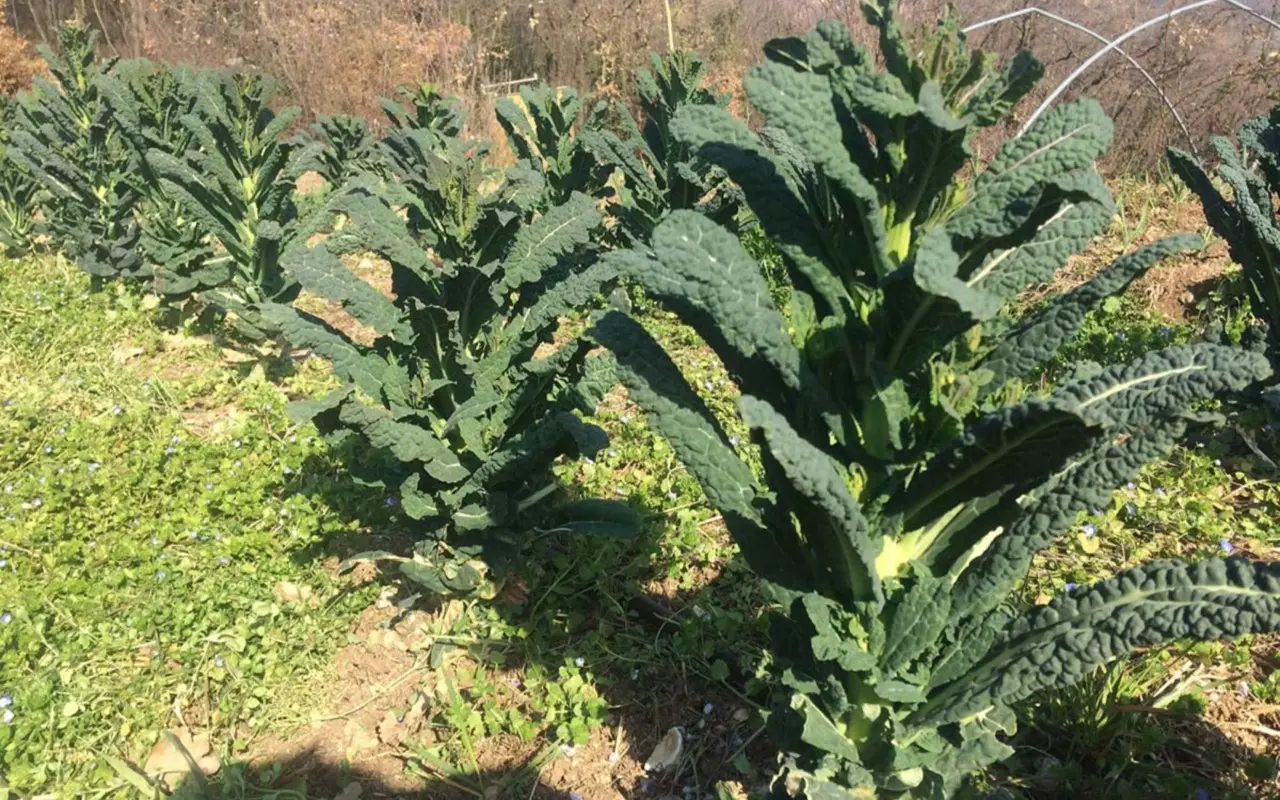 Come debellare la cavolaia? Il metodo naturale che funziona contro questo parassita Come debellare la cavolaia? Il metodo naturale che funziona contro questo parassita