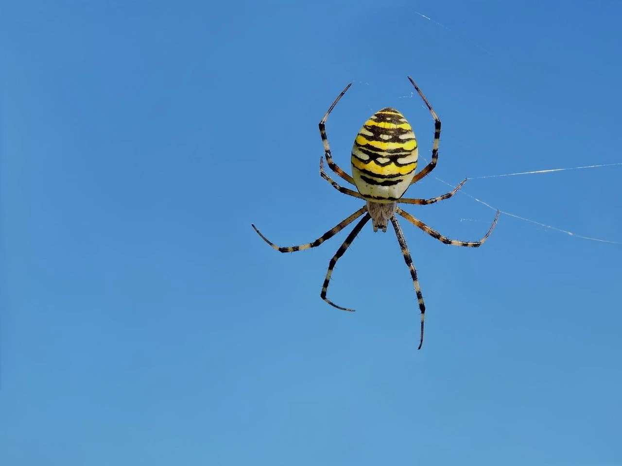 Attenzione al ragnetto giallo sulle tue piante: ecco il metodo naturale per eliminarlo Attenzione al ragnetto giallo sulle tue piante: ecco il metodo naturale per eliminarlo