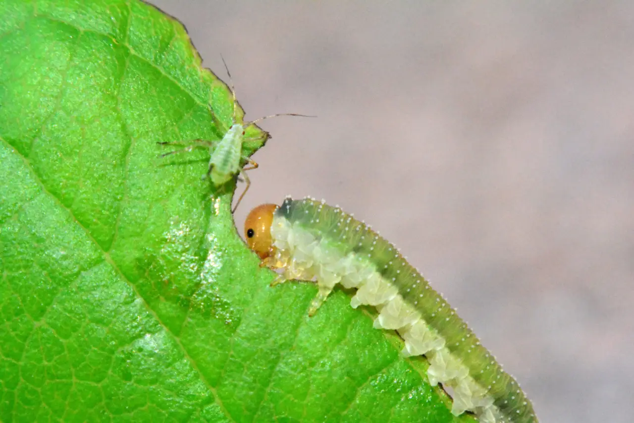 Allerta nematodi: ecco il segnale chiaro sulle radici che la tua pianta è stata attaccata Allerta nematodi: ecco il segnale chiaro sulle radici che la tua pianta è stata attaccata