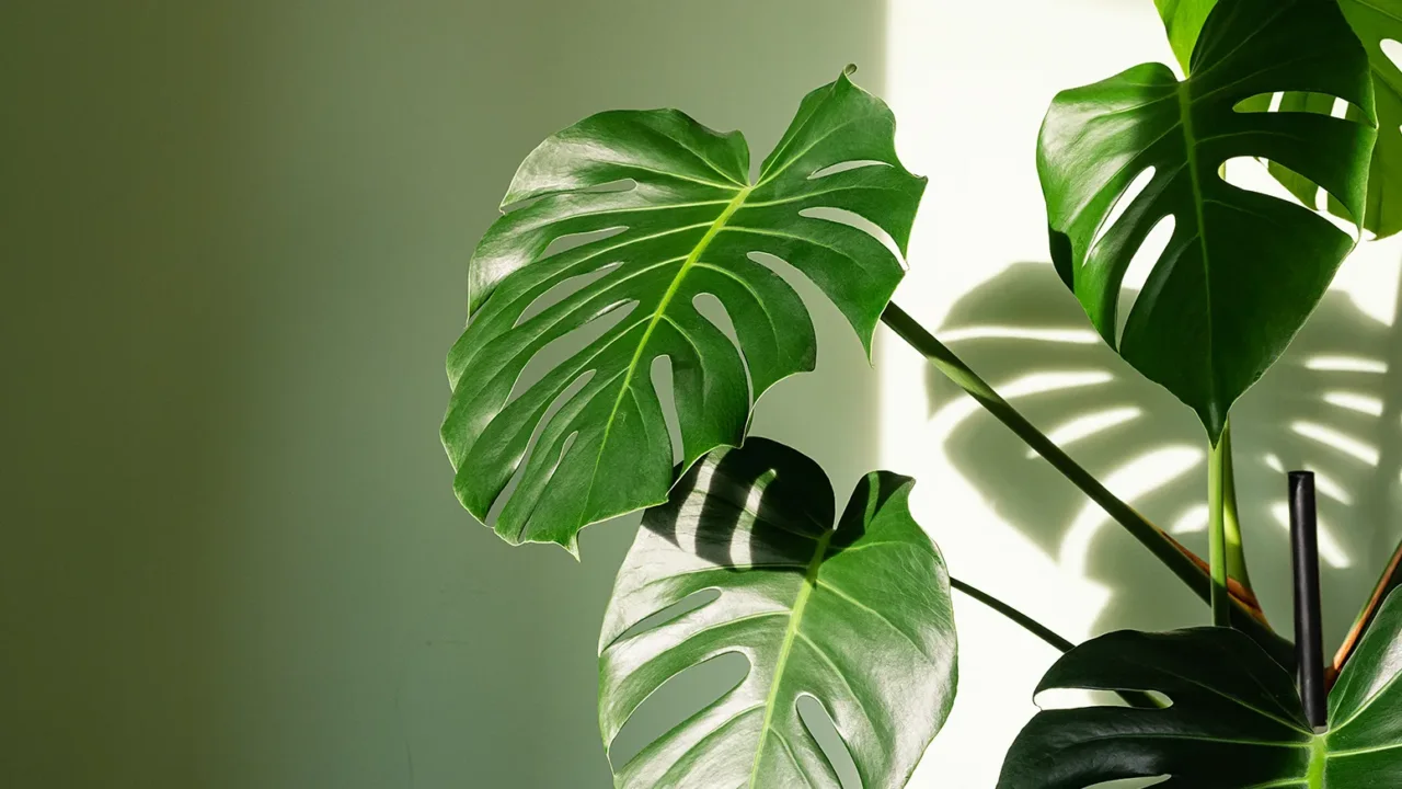 Non comprare questa pianta prima di aver letto questo: ecco come riconoscere una Monstera Deliciosa Non comprare questa pianta prima di aver letto questo: ecco come riconoscere una Monstera Deliciosa