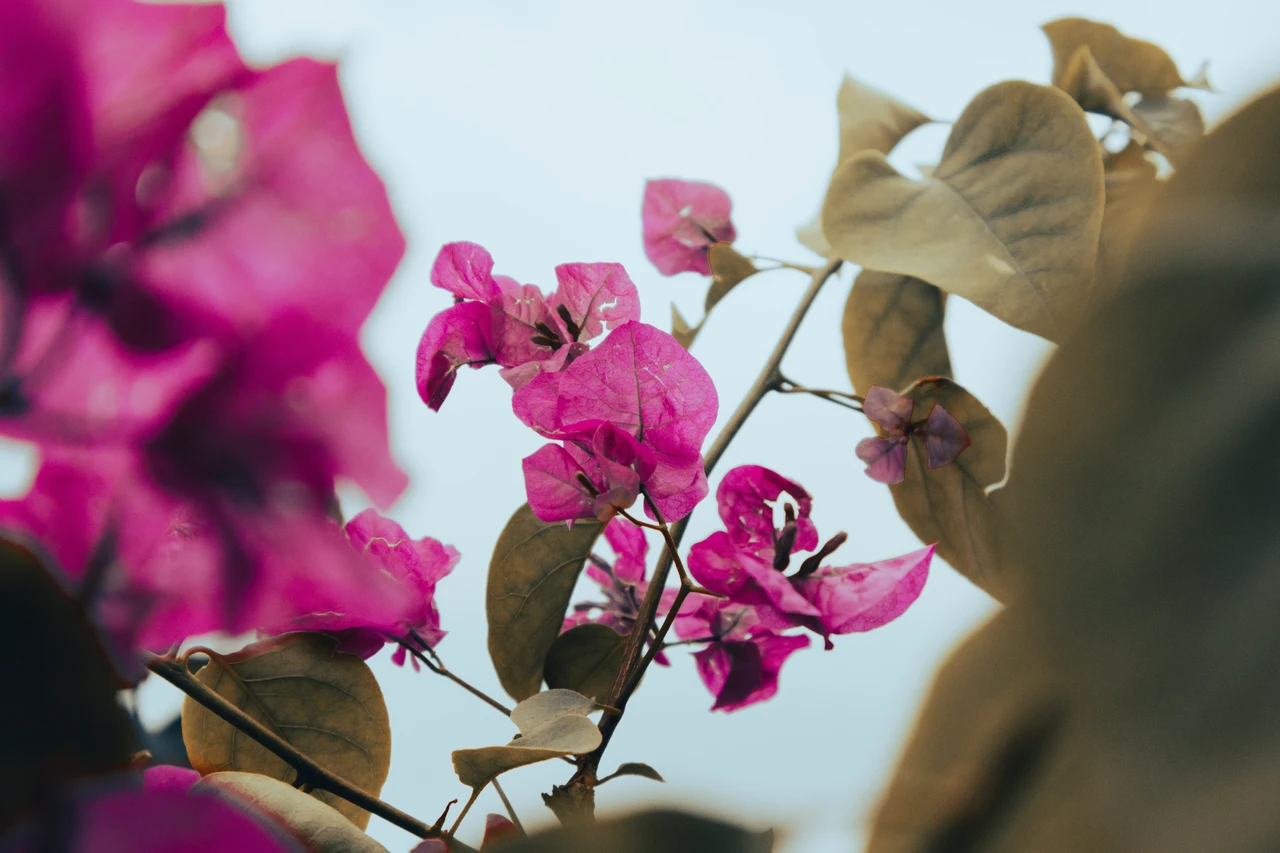 Attenzione se le foglie della tua bouganville si accartocciano: ecco cosa sta succedendo Attenzione se le foglie della tua bouganville si accartocciano: ecco cosa sta succedendo