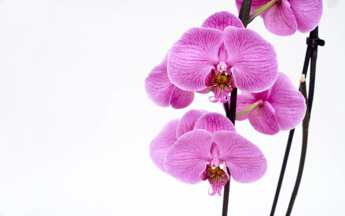 Regalare un'orchidea? Ecco il messaggio sorprendente che stai inviando senza saperlo Regalare un'orchidea? Ecco il messaggio sorprendente che stai inviando senza saperlo