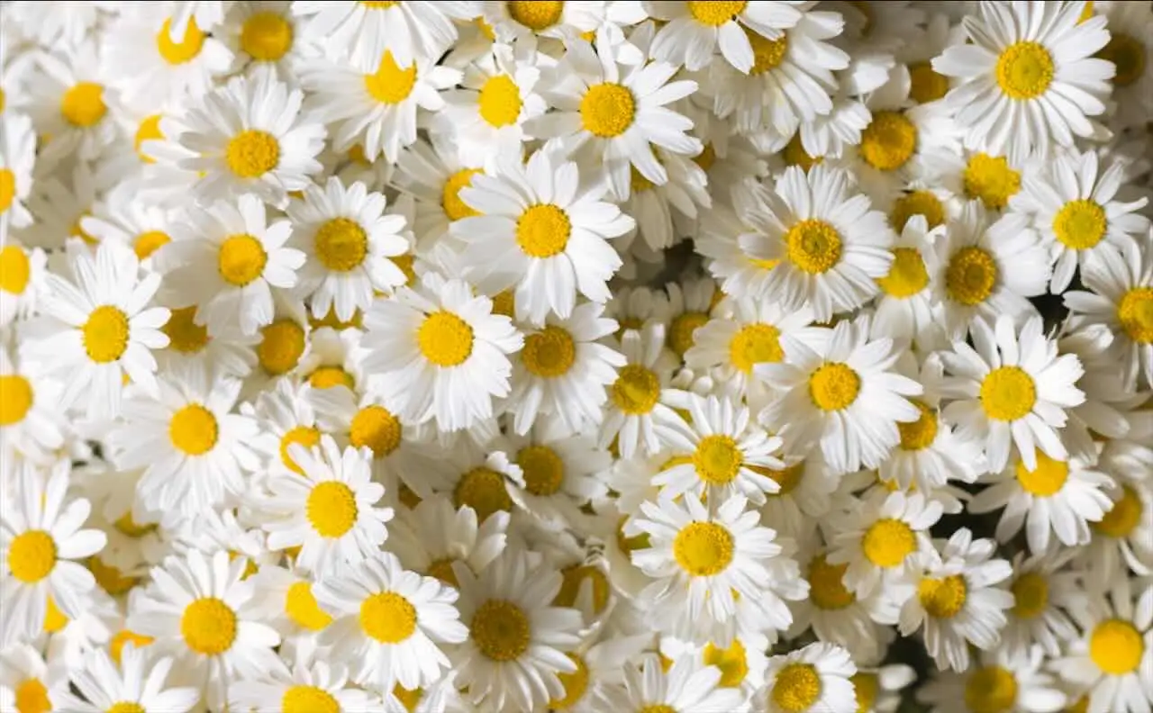 Non potare le margherite in questo periodo o rischi di ucciderle: ecco il momento esatto Non potare le margherite in questo periodo o rischi di ucciderle: ecco il momento esatto