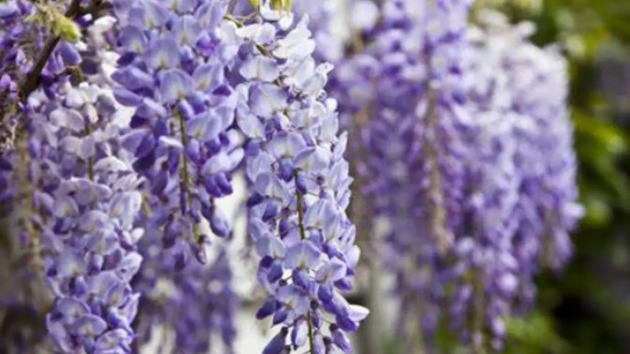 Ecco la pianta più diffusa al mondo: ce l'hai davanti agli occhi ogni giorno Ecco la pianta più diffusa al mondo: ce l'hai davanti agli occhi ogni giorno