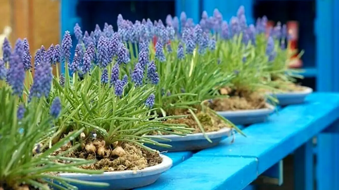 Il metodo giapponese per avere piante sempre in fiore: funziona davvero Il metodo giapponese per avere piante sempre in fiore: funziona davvero