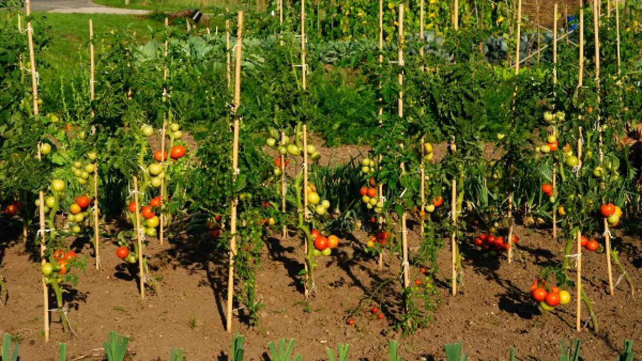 L’errore che blocca la crescita dei pomodori: lo fanno quasi tutti L’errore che blocca la crescita dei pomodori: lo fanno quasi tutti