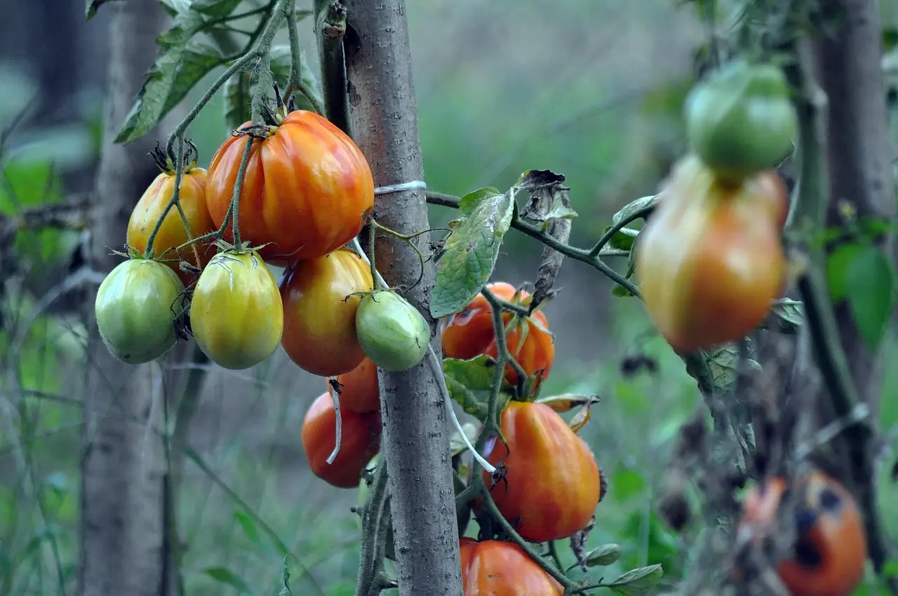 L’errore che blocca la crescita dei pomodori: lo fanno quasi tutti L’errore che blocca la crescita dei pomodori: lo fanno quasi tutti