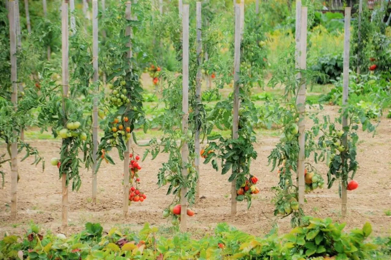 L’errore che blocca la crescita dei pomodori: lo fanno quasi tutti L’errore che blocca la crescita dei pomodori: lo fanno quasi tutti