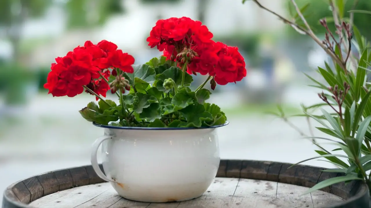 Il concime segreto dei vivaisti per gerani sempre in fiore: ecco l’ingrediente Il concime segreto dei vivaisti per gerani sempre in fiore: ecco l’ingrediente
