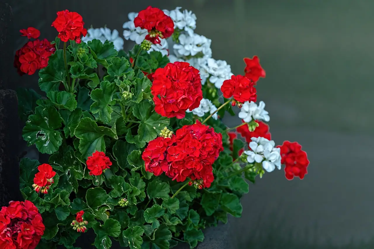 Il concime segreto dei vivaisti per gerani sempre in fiore: ecco l’ingrediente Il concime segreto dei vivaisti per gerani sempre in fiore: ecco l’ingrediente