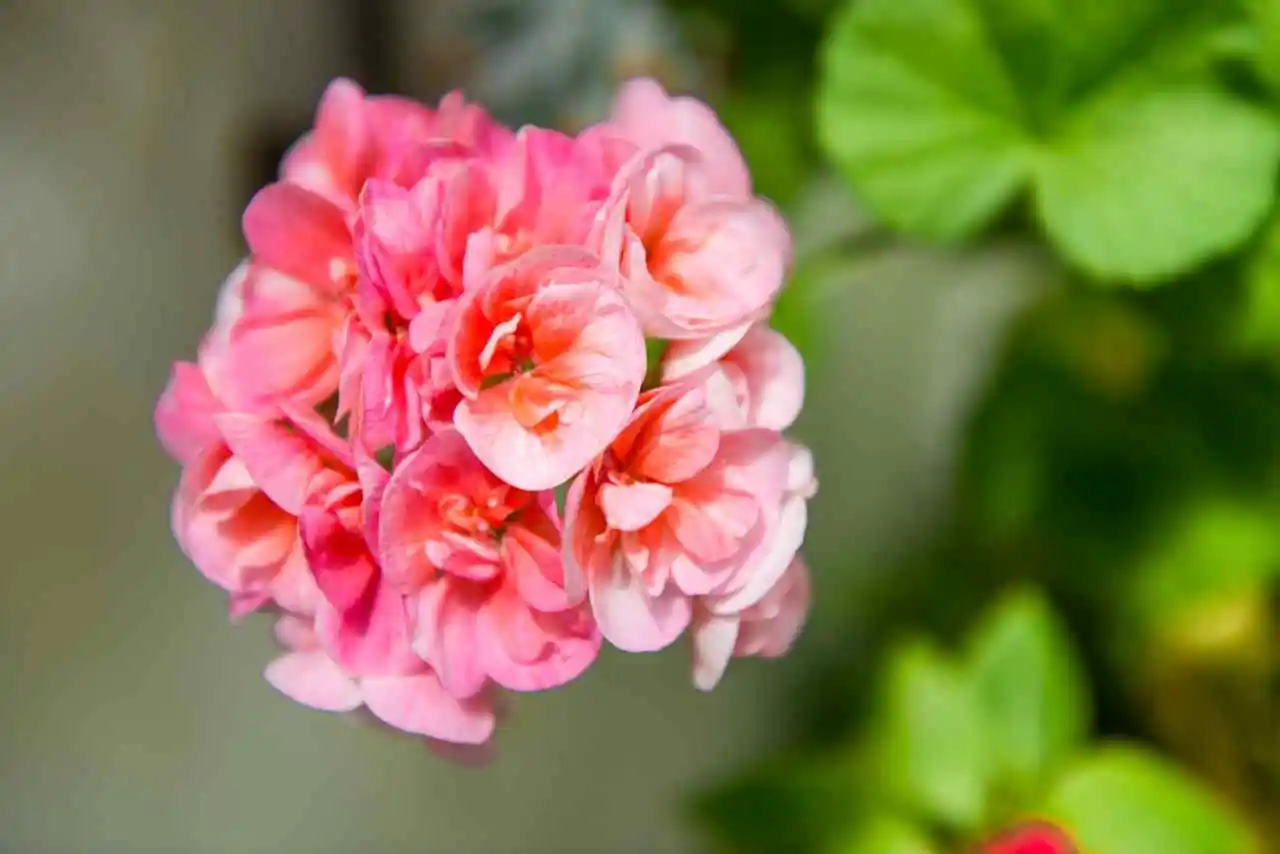 Il concime segreto dei vivaisti per gerani sempre in fiore: ecco l’ingrediente Il concime segreto dei vivaisti per gerani sempre in fiore: ecco l’ingrediente