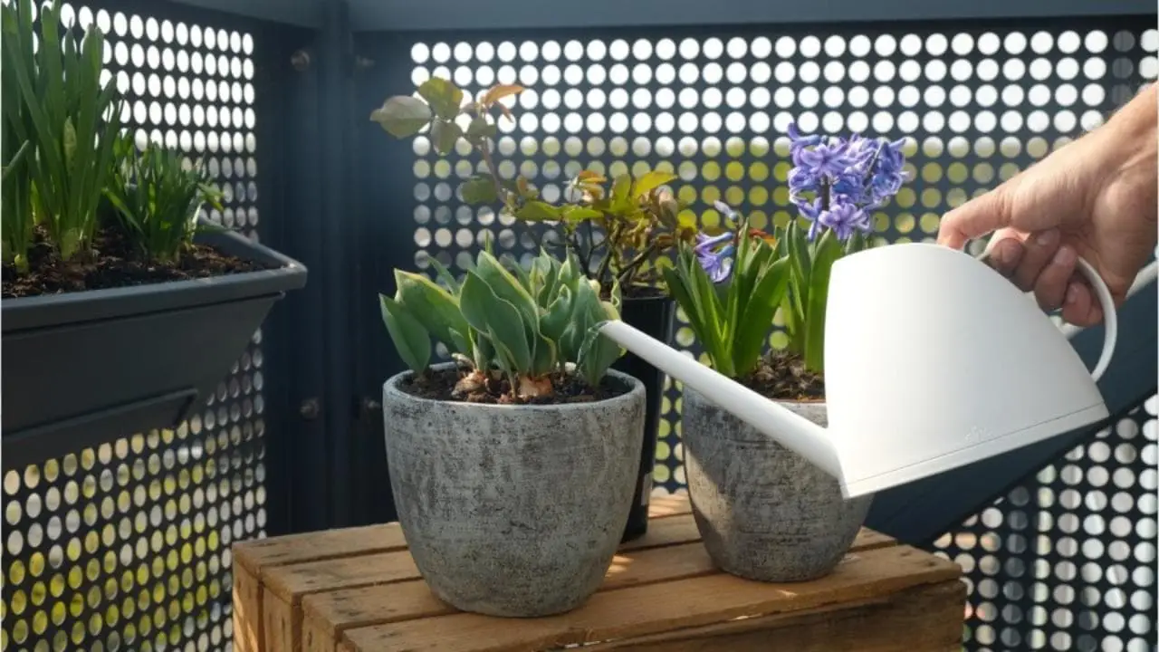 Il rimedio contro le lumache che funziona anche in balcone: ecco cosa usare Il rimedio contro le lumache che funziona anche in balcone: ecco cosa usare