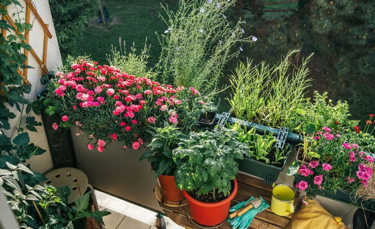 Il rimedio contro le lumache che funziona anche in balcone: ecco cosa usare Il rimedio contro le lumache che funziona anche in balcone: ecco cosa usare