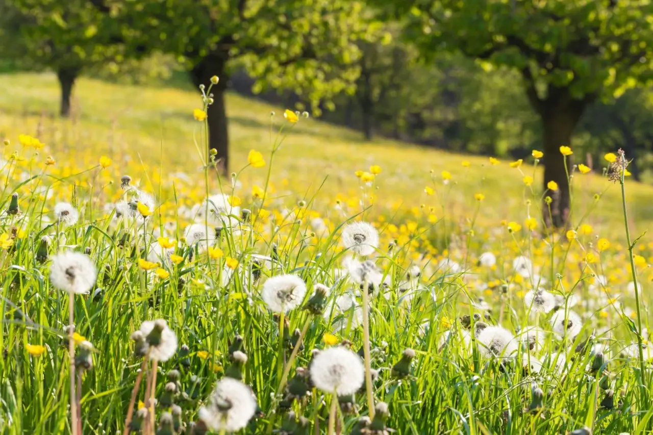 Allergia ai pollini: come il giardino influenza la tua salute Allergia ai pollini: come il giardino influenza la tua salute