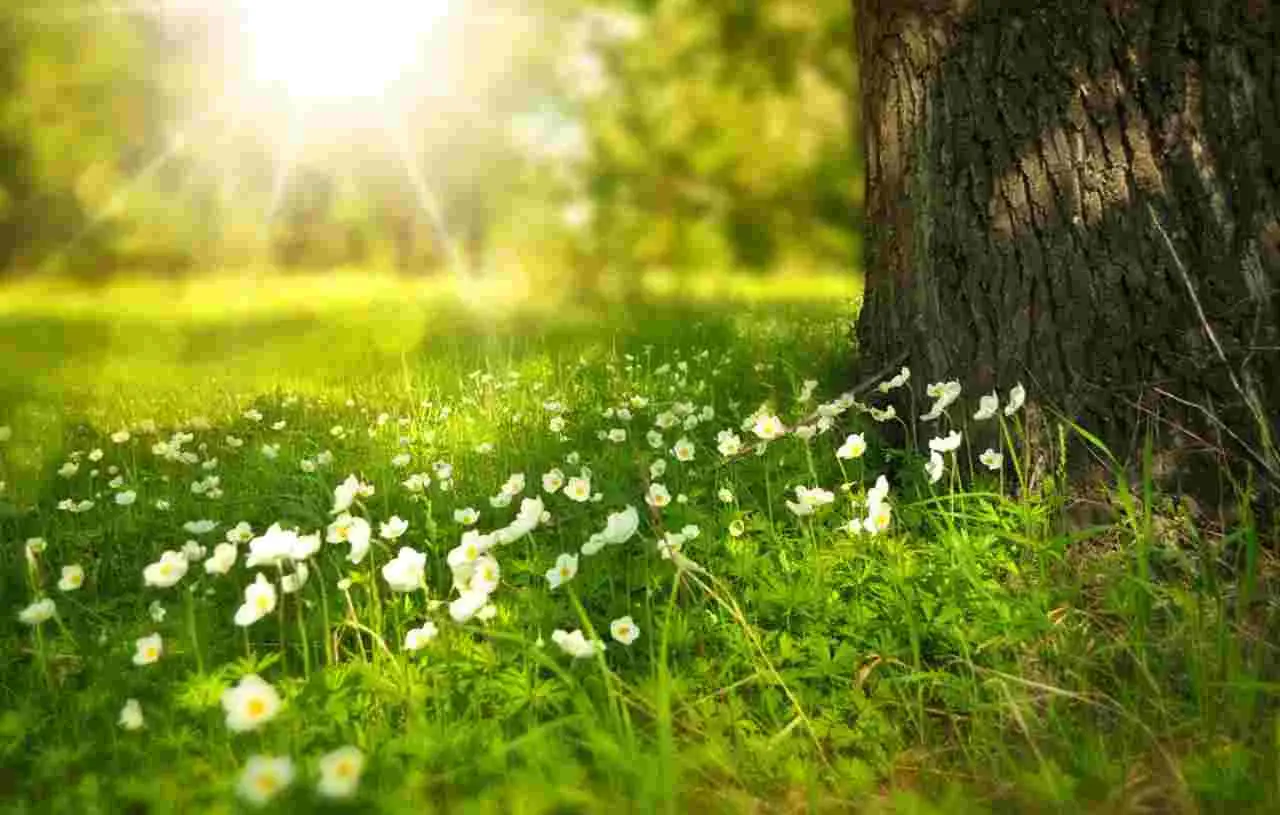 Allergia ai pollini: come il giardino influenza la tua salute Allergia ai pollini: come il giardino influenza la tua salute