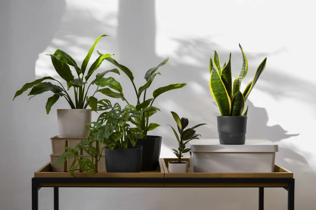 Vendere piante online: come guadagnare con il green delivery Vendere piante online: come guadagnare con il green delivery