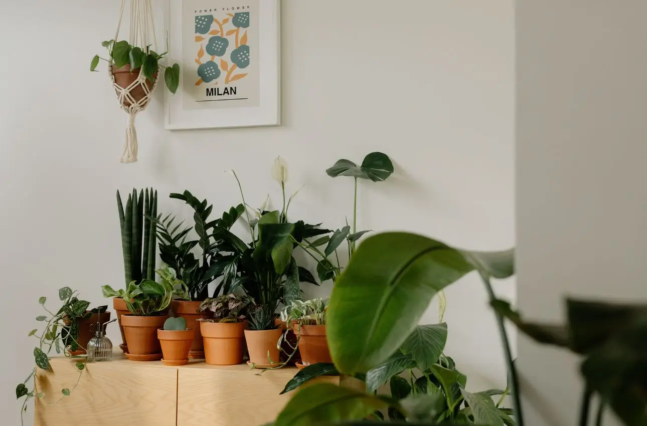Vendere piante online: come guadagnare con il green delivery Vendere piante online: come guadagnare con il green delivery