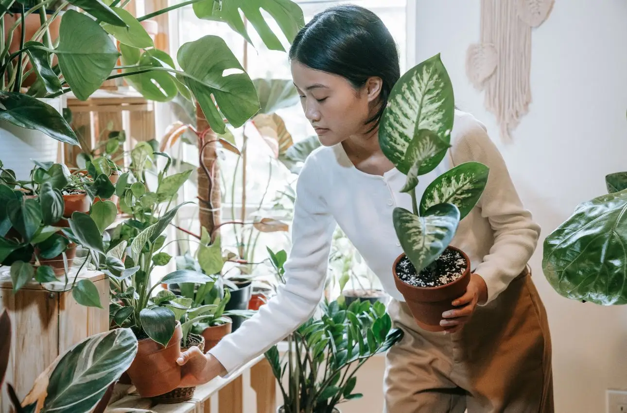Vendere piante online: come guadagnare con il green delivery Vendere piante online: come guadagnare con il green delivery