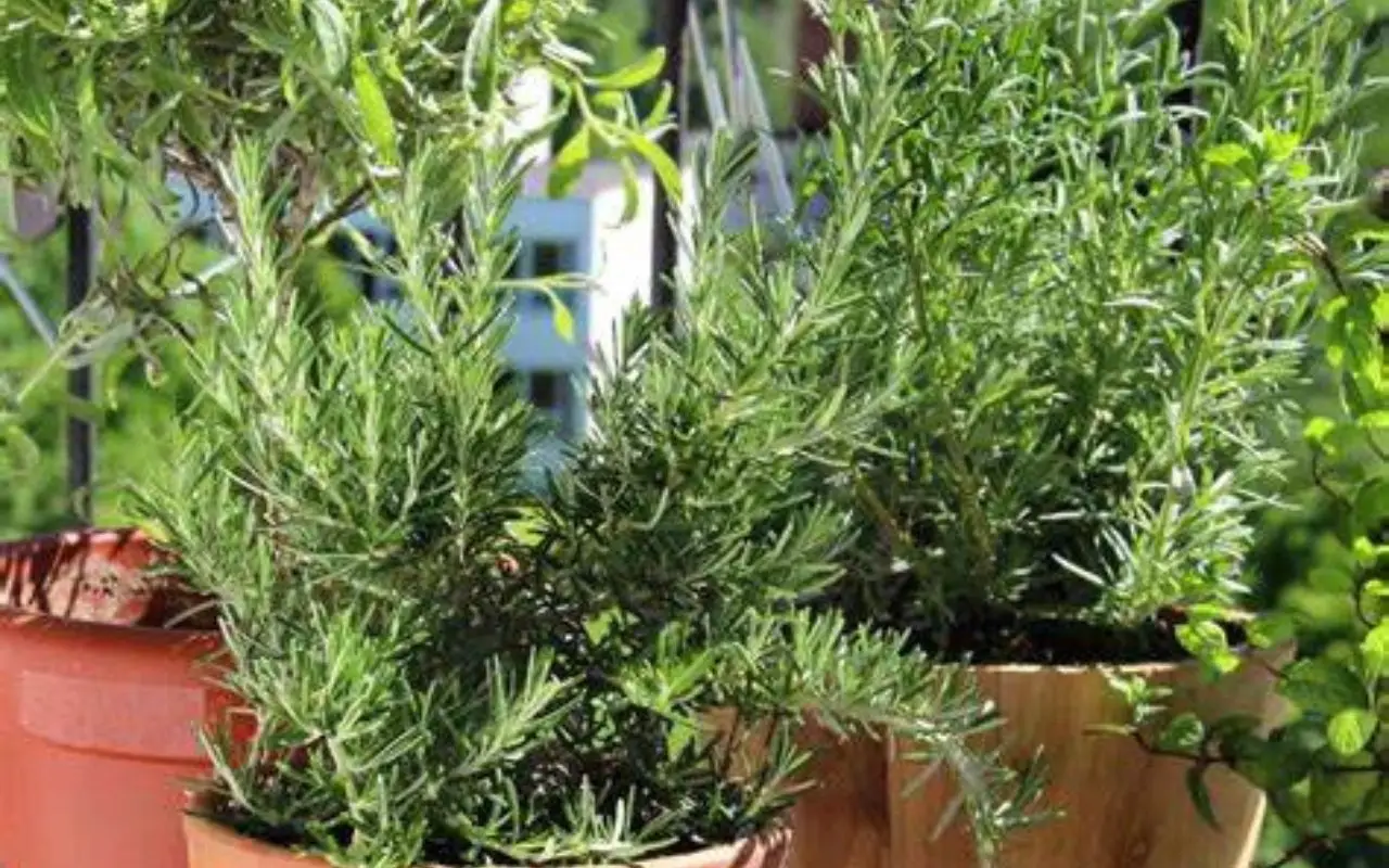 Aromatiche sul balcone: quali piantare e come curarle Aromatiche sul balcone: quali piantare e come curarle