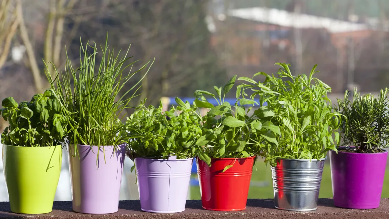 Aromatiche sul balcone: quali piantare e come curarle Aromatiche sul balcone: quali piantare e come curarle