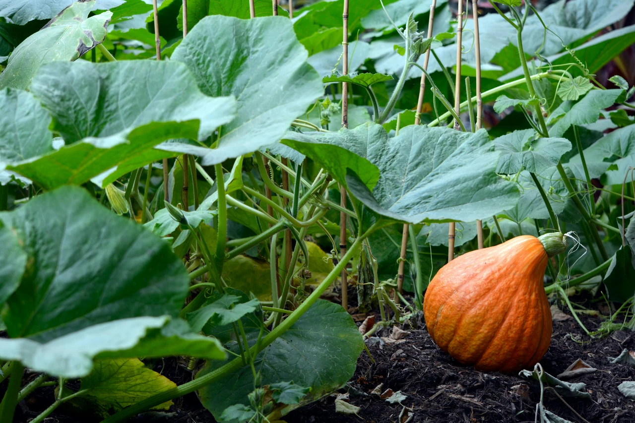 Semina autunnale: quali ortaggi piantare ora per l’inverno Semina autunnale: quali ortaggi piantare ora per l’inverno