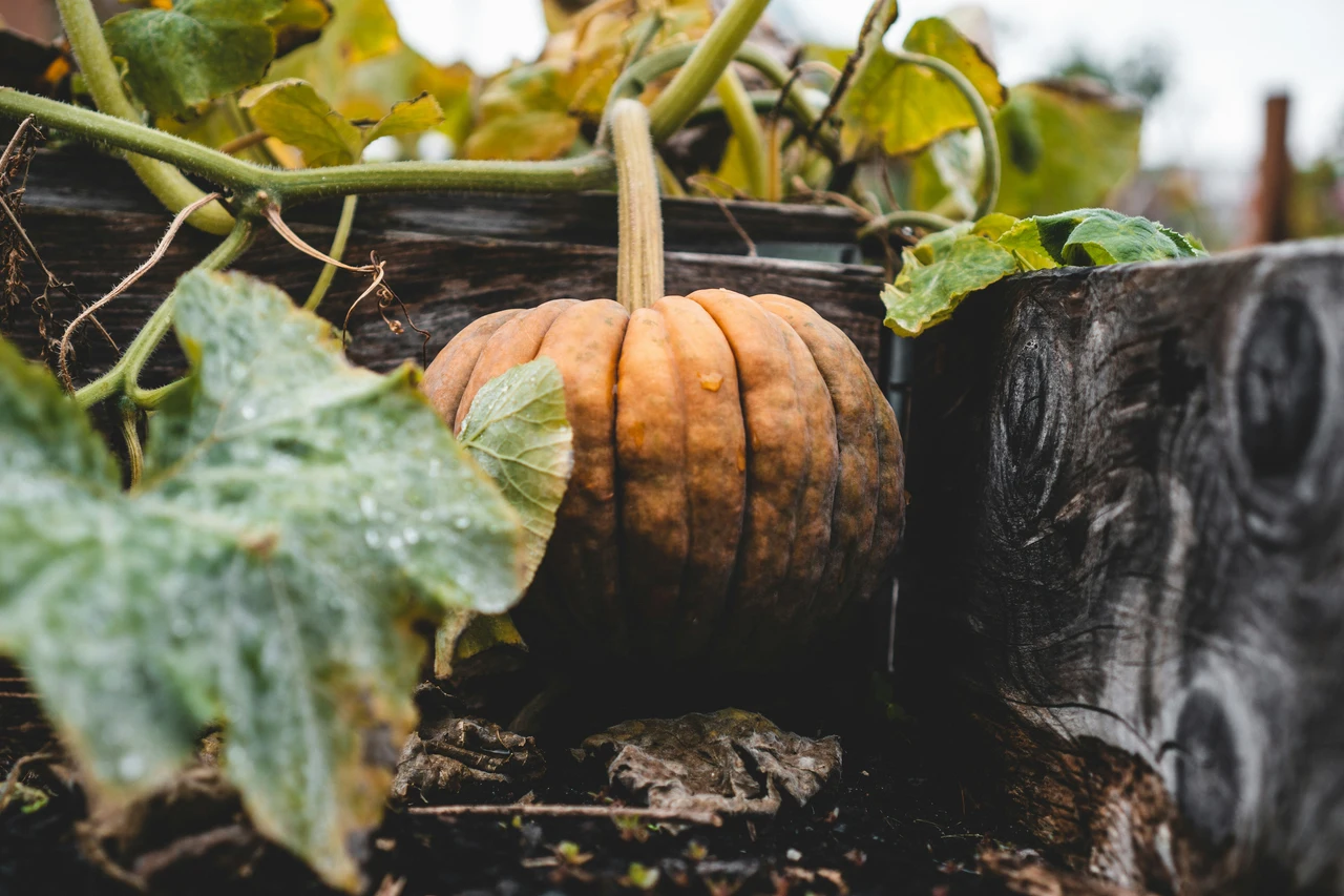 Semina autunnale: quali ortaggi piantare ora per l’inverno Semina autunnale: quali ortaggi piantare ora per l’inverno