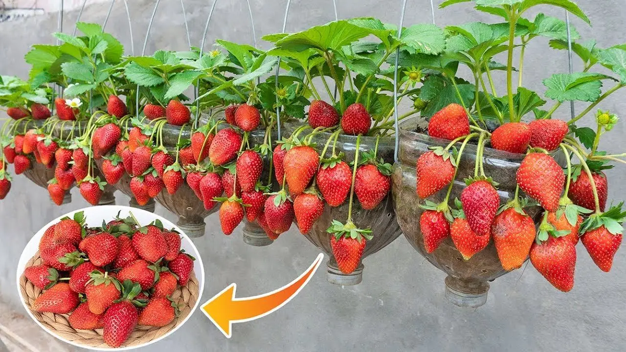 Coltivare fragole in vaso: il trucco per avere frutti tutto l’anno Coltivare fragole in vaso: il trucco per avere frutti tutto l’anno