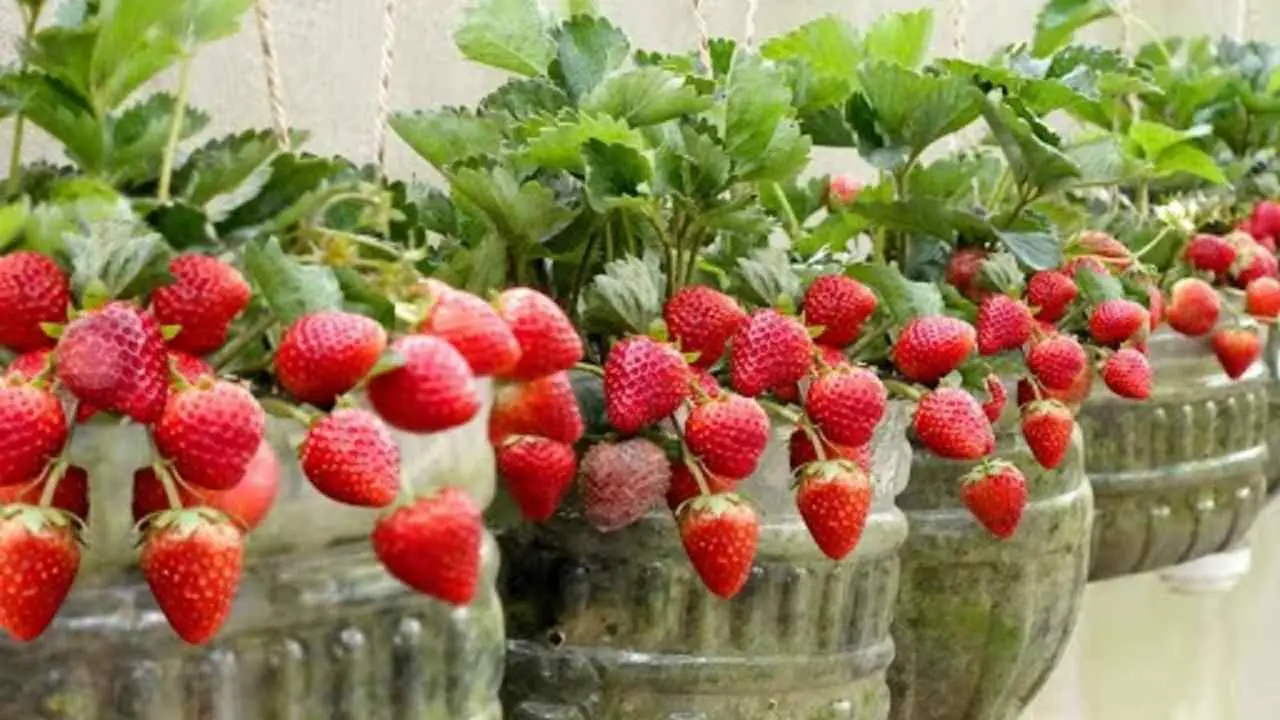 Coltivare fragole in vaso: il trucco per avere frutti tutto l’anno Coltivare fragole in vaso: il trucco per avere frutti tutto l’anno