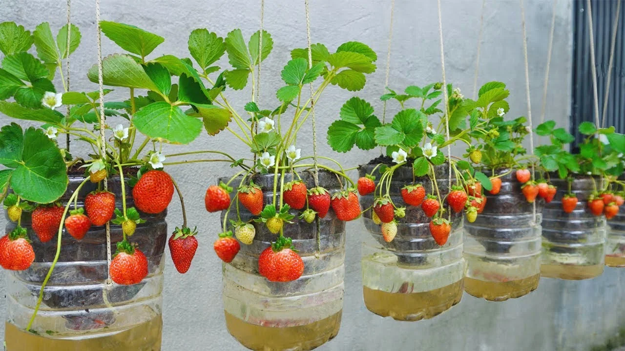 Coltivare fragole in vaso: il trucco per avere frutti tutto l’anno Coltivare fragole in vaso: il trucco per avere frutti tutto l’anno
