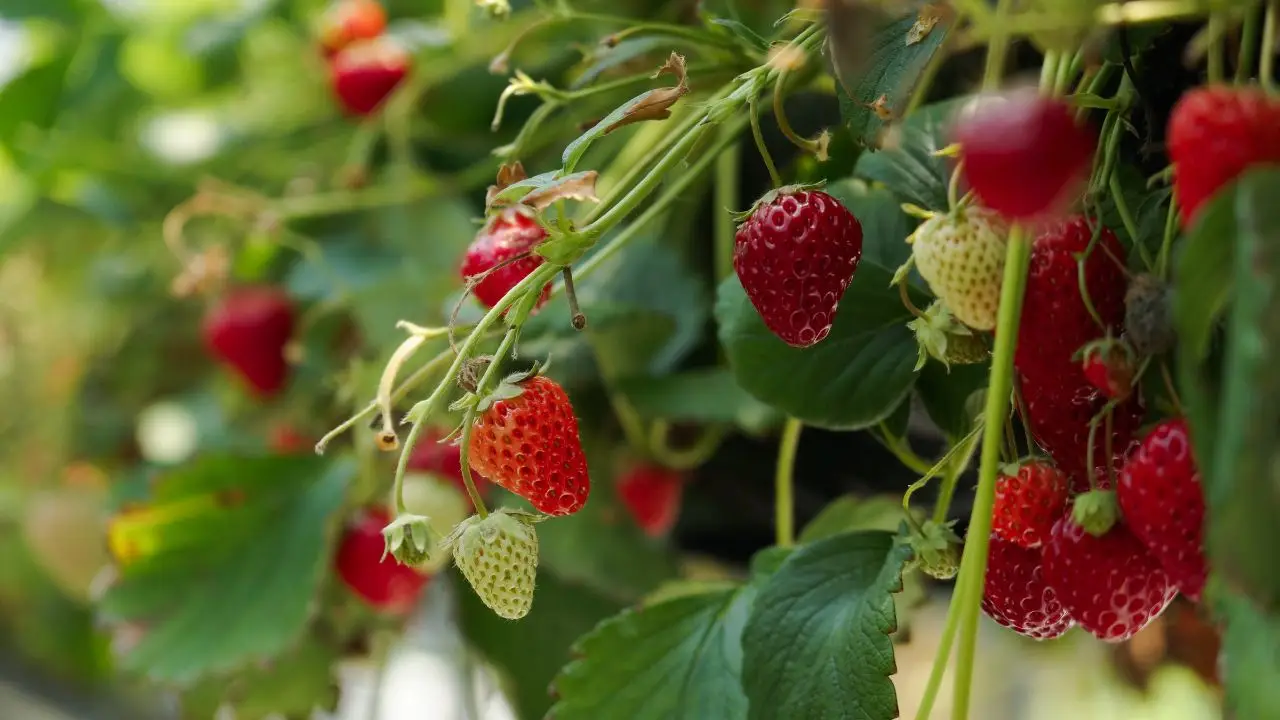 Coltivare fragole in vaso: il trucco per avere frutti tutto l’anno Coltivare fragole in vaso: il trucco per avere frutti tutto l’anno