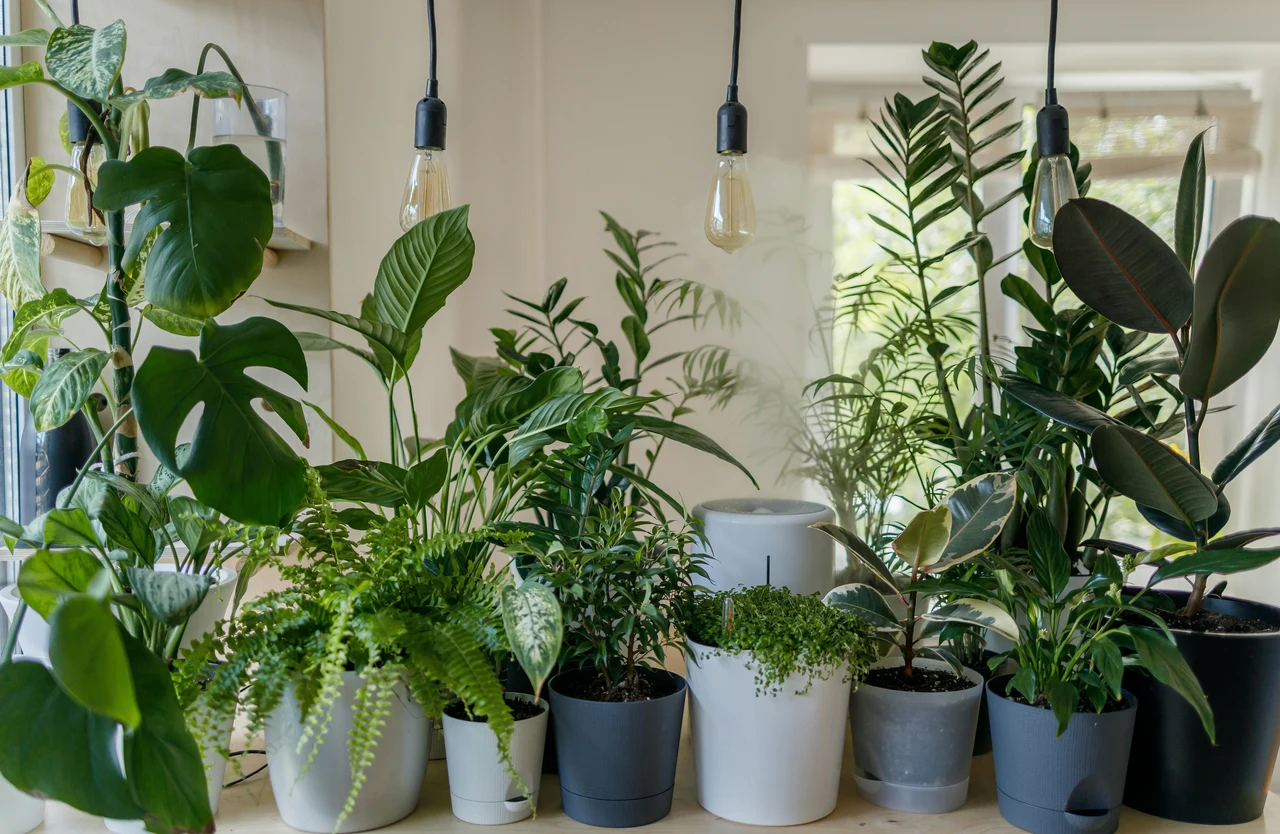 Umidificare l’aria in casa naturalmente: ecco come farlo senza dispositivi Umidificare l’aria in casa naturalmente: ecco come farlo senza dispositivi