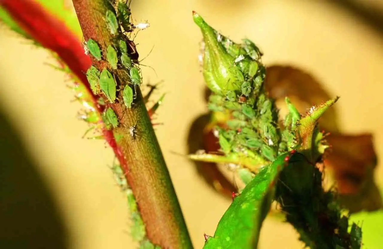 Come eliminare gli afidi dalle piante con un rimedio naturale da cucina Come eliminare gli afidi dalle piante con un rimedio naturale da cucina