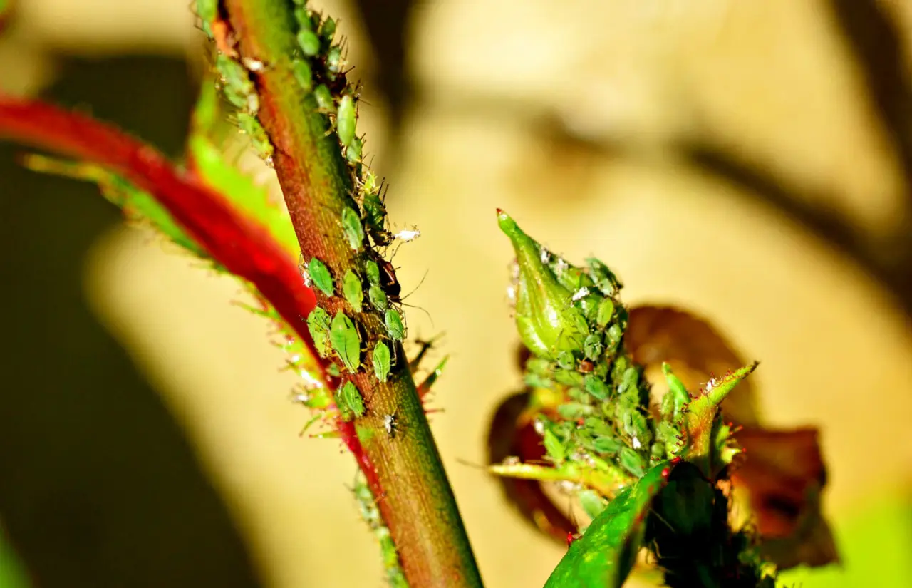 Come eliminare gli afidi dalle piante con un rimedio naturale da cucina Come eliminare gli afidi dalle piante con un rimedio naturale da cucina