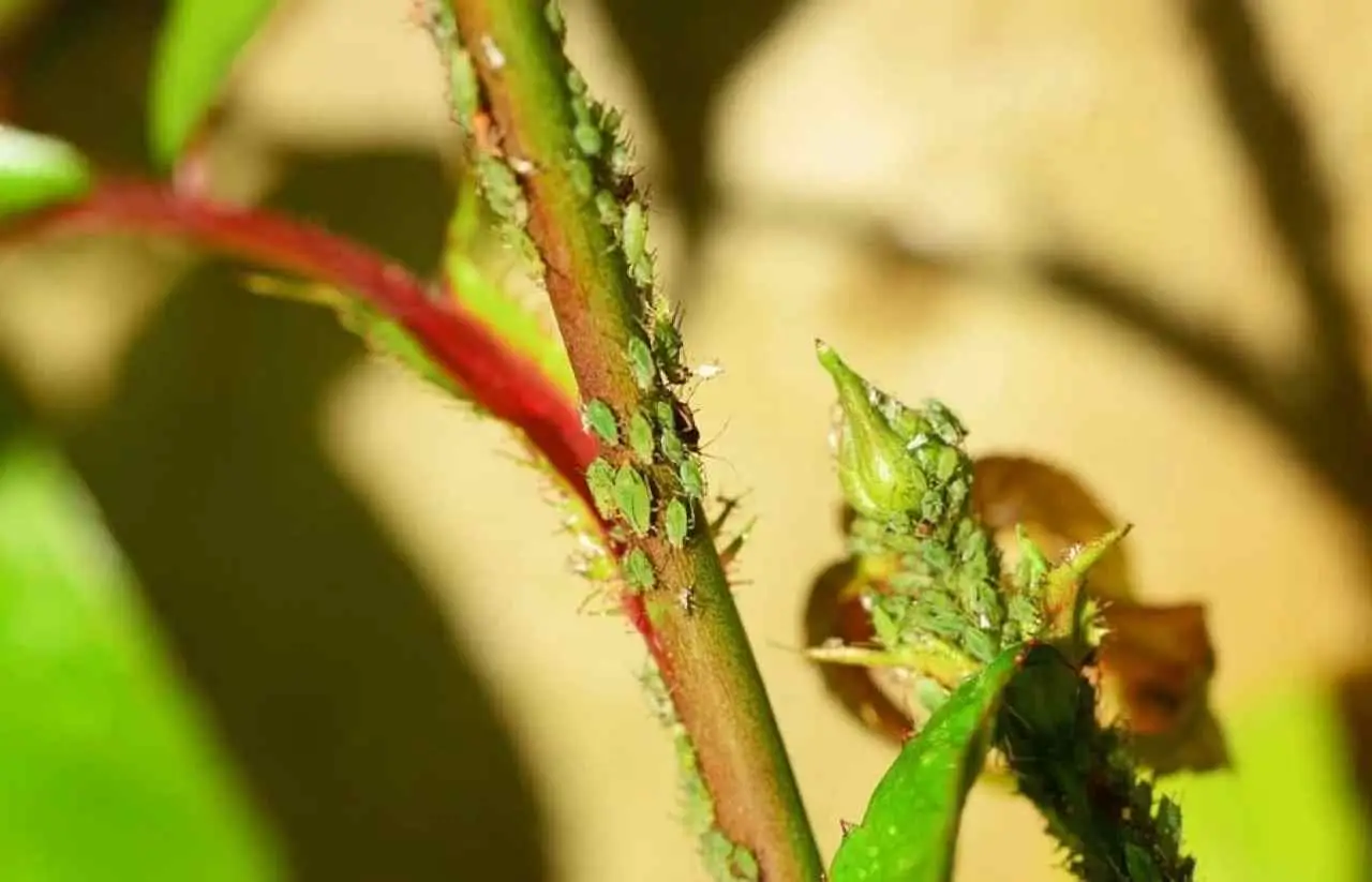 Come eliminare gli afidi dalle piante con un rimedio naturale da cucina Come eliminare gli afidi dalle piante con un rimedio naturale da cucina