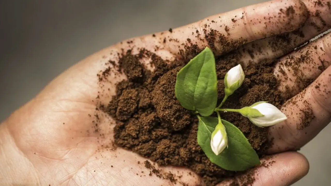 Fondi di caffè e piante da fiore: ecco quando usarli e quando evitarli Fondi di caffè e piante da fiore: ecco quando usarli e quando evitarli