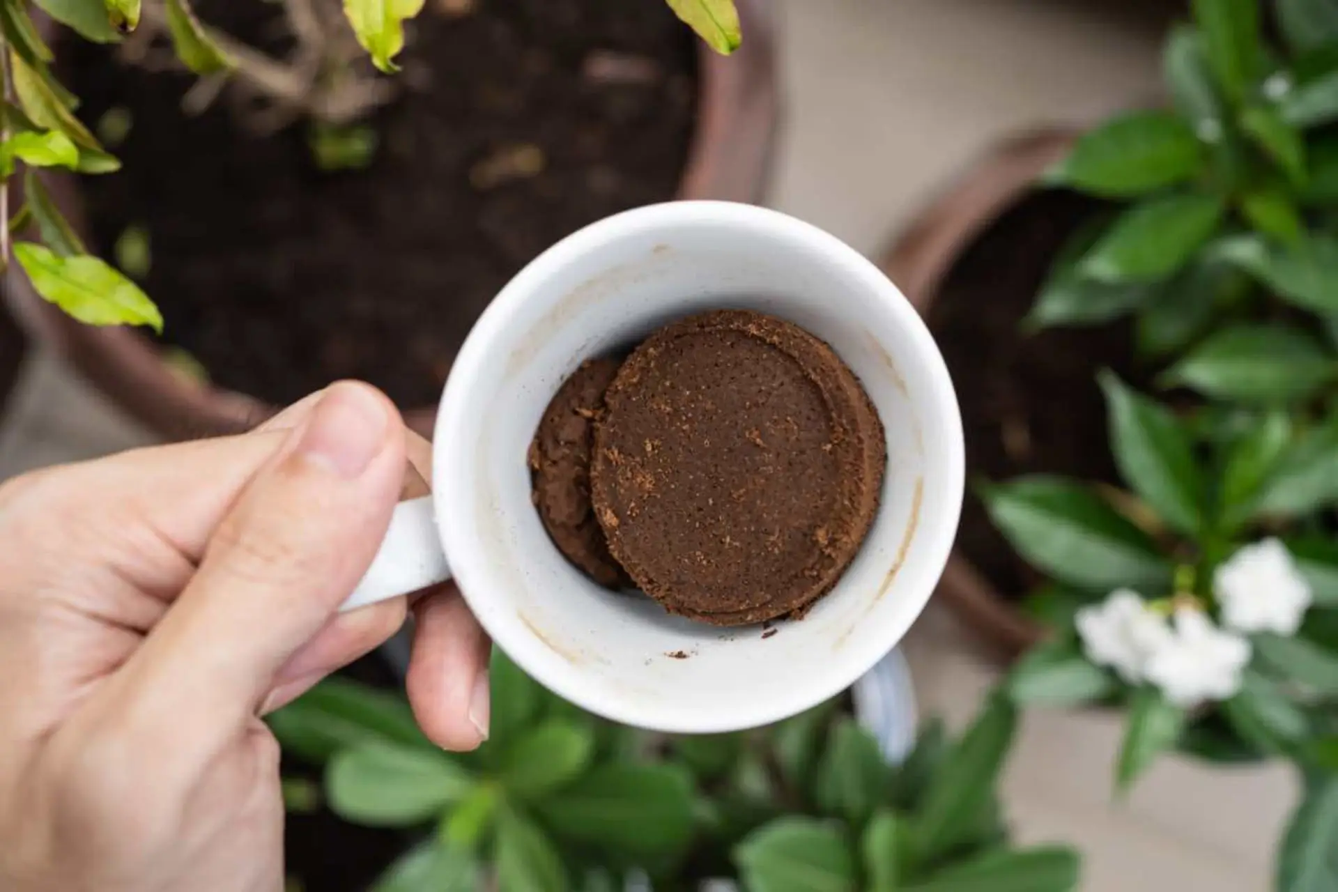 Fondi di caffè e piante da fiore: ecco quando usarli e quando evitarli Fondi di caffè e piante da fiore: ecco quando usarli e quando evitarli