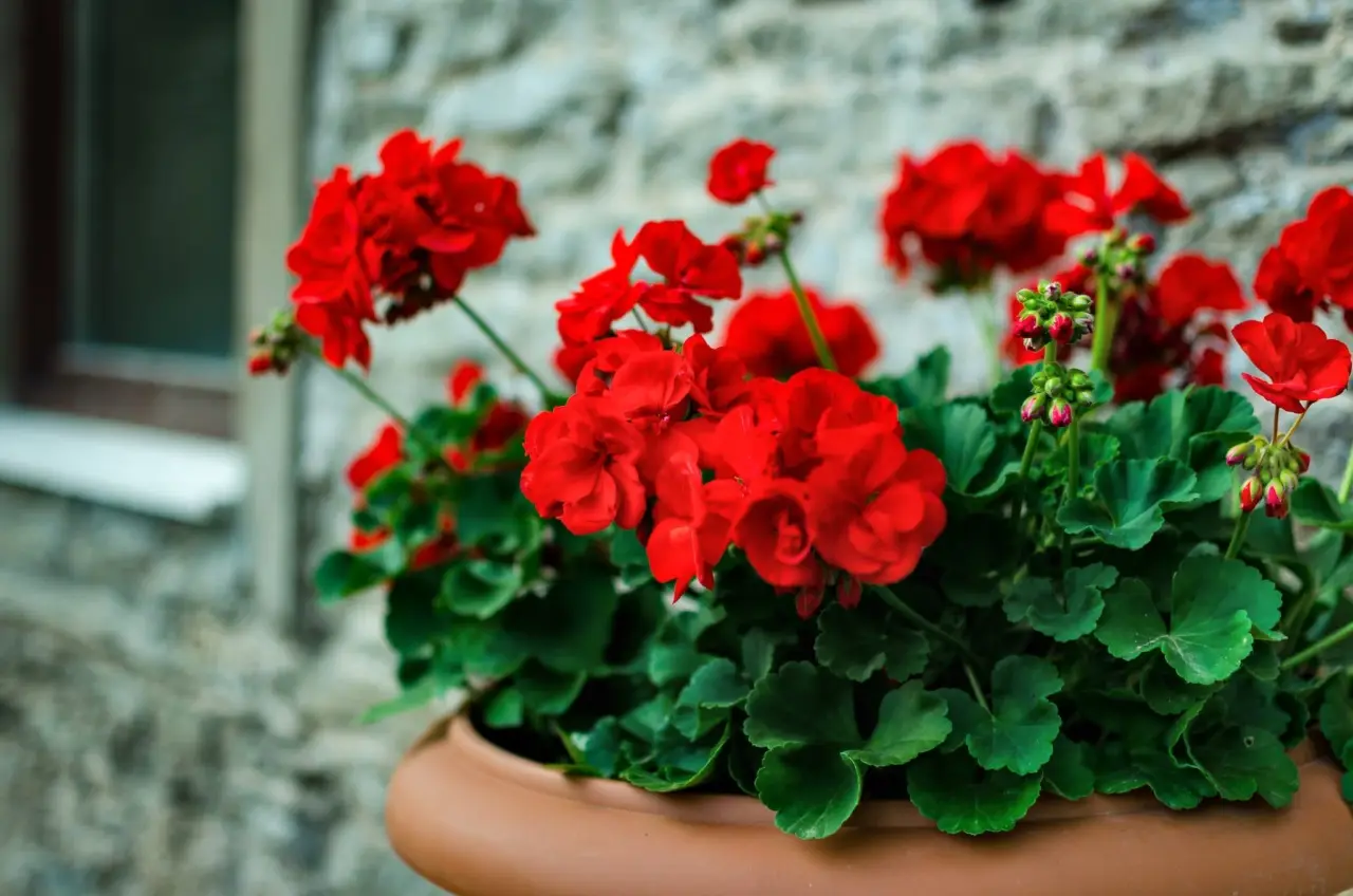 Gerani sempre in fiore? Il concime naturale dei vivaisti da provare subito Gerani sempre in fiore? Il concime naturale dei vivaisti da provare subito