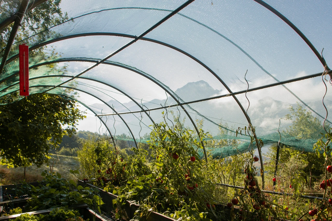 Come proteggere le piante dal caldo estremo: il metodo che usano nei giardini botanici Come proteggere le piante dal caldo estremo: il metodo che usano nei giardini botanici