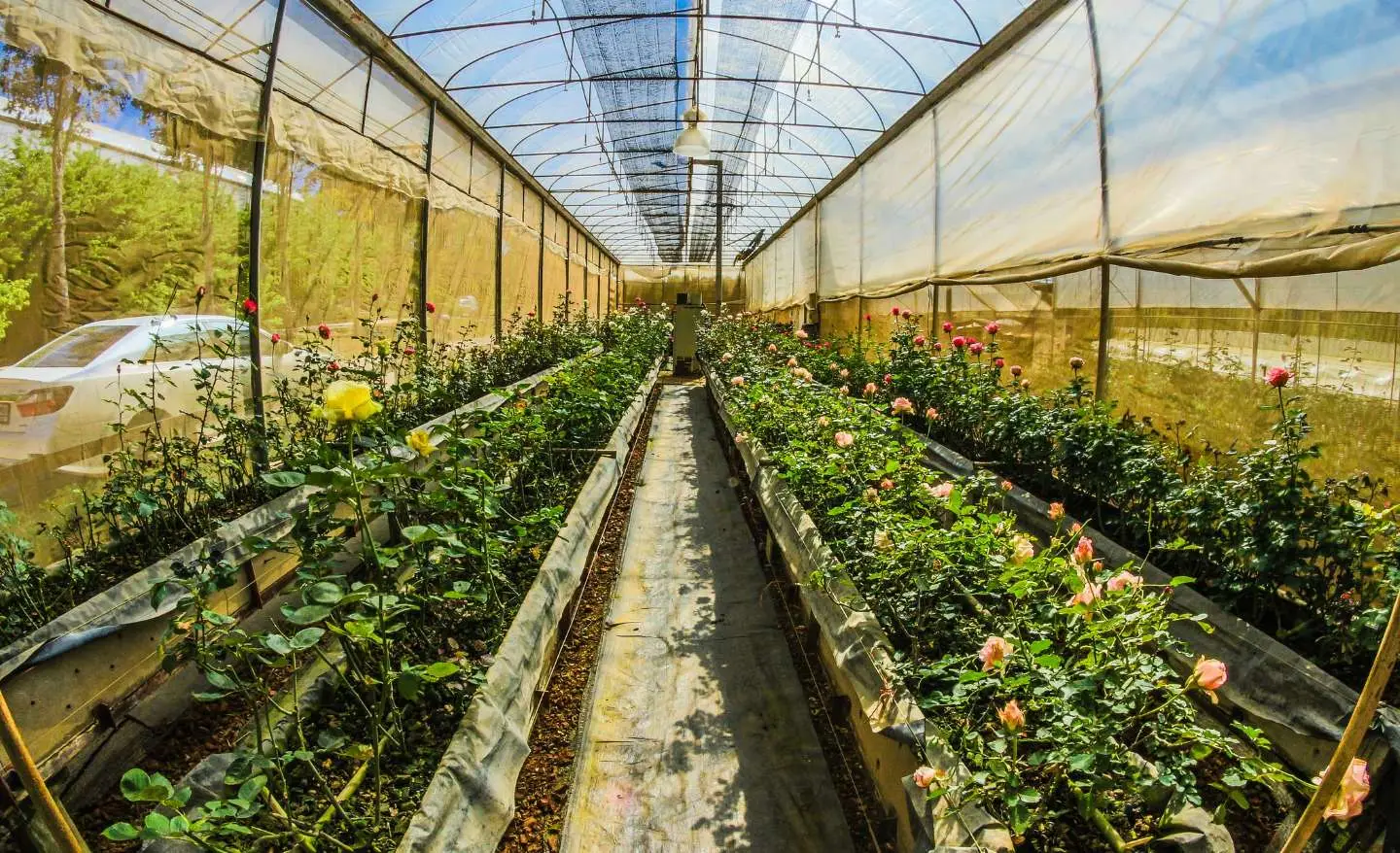 Come proteggere le piante dal caldo estremo: il metodo che usano nei giardini botanici Come proteggere le piante dal caldo estremo: il metodo che usano nei giardini botanici