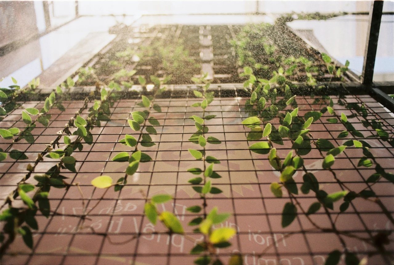Come proteggere le piante dal caldo estremo: il metodo che usano nei giardini botanici Come proteggere le piante dal caldo estremo: il metodo che usano nei giardini botanici